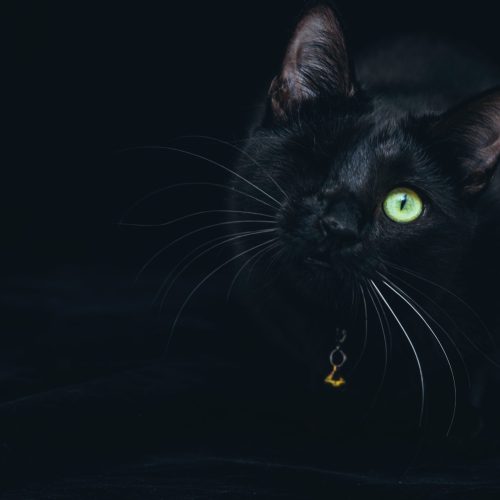 Emerging from a black background, a black cat with one eye, green and alert, peers out at the viewer.