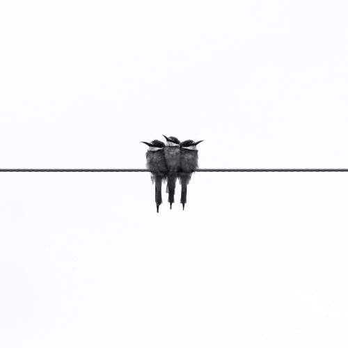 Three grey kingfisher birds perch together, united, on a wire, against a white background.