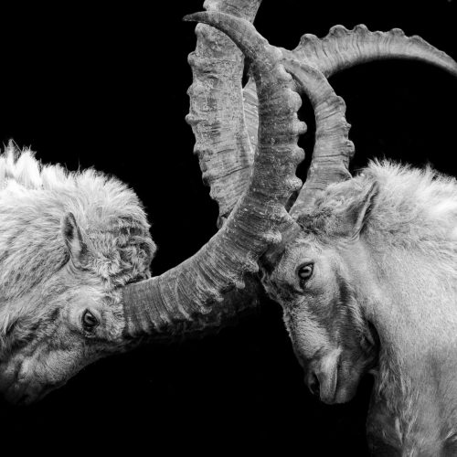In a black-and-white photo, two wild goats lock their enormous horns, apparently in confrontation, their eyes intense.