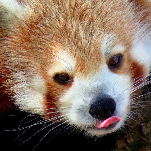 A closeup of a beautiful red panda with its tongue out.