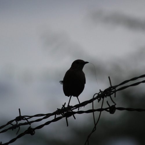 The dark silhouette of a bird perched on barbed wire. The bird may have a piece of grass, or something similar, in its mouth. The background is a greyscale blur.