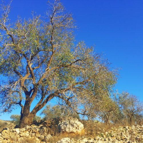 A resilient olive tree against a bright blue sky in Nablus.